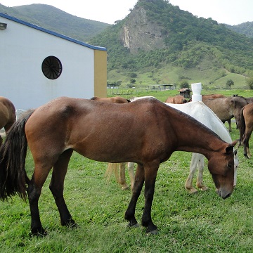 comportamento equino