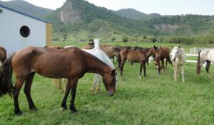 Imagem do post: A importância de conhecer as bases do comportamento equino