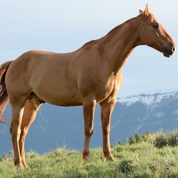 Garanhão equino