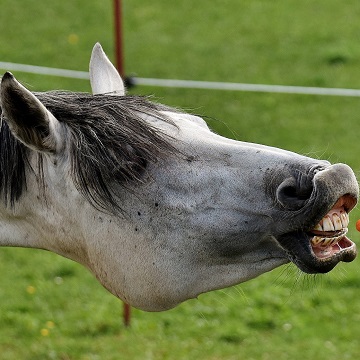 pontas excessivas do esmalte dentário em equinos
