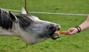 Imagem do post: PEED: pontas excessivas do esmalte dentário em equinos