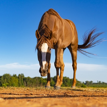 luz na reprodução equina  