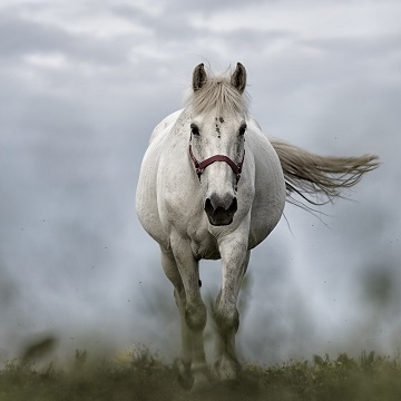 cavalos no inverno