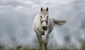 Imagem do post: Como cuidar de cavalos no inverno?