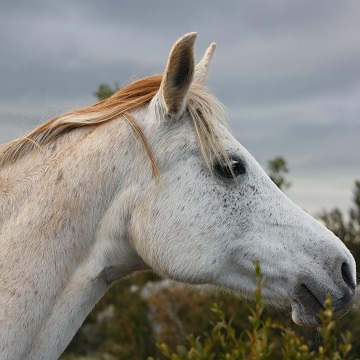 adenite equina