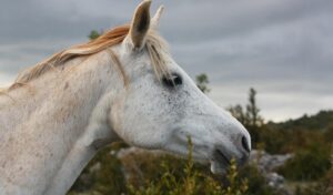 Imagem do post: Saiba o que é adenite equina e como tratar