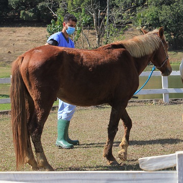 Como entender os sinais e o comportamento dos cavalos