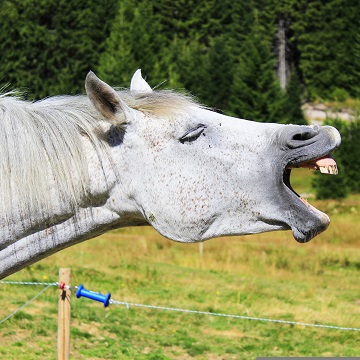 cronologia dentária em equinos