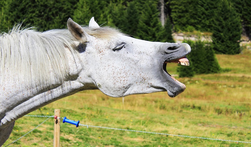 Imagem do post: O que é e como fazer a cronologia dentária em equinos?