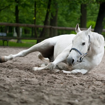 Como socorrer um cavalo em situação de emergência