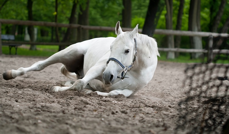 Imagem do post: Como socorrer um cavalo em situação de emergência?