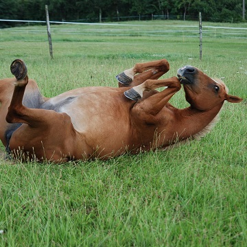 Tratamento de cólica equina