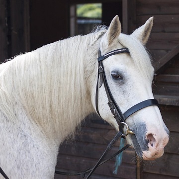 Embocaduras para cavalos