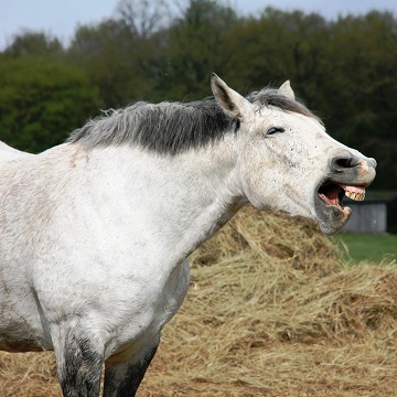 distúrbios de oclusão dentária em equinos 