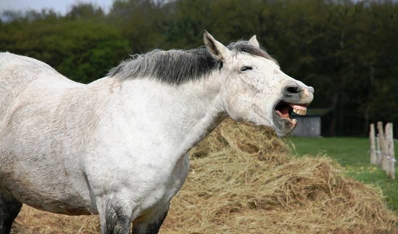 Imagem do post: Entenda o que são distúrbios de oclusão dentária em equinos