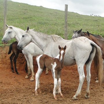 Como cuidar de cavalos