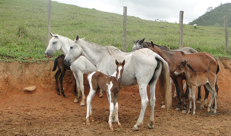 Imagem do post: Como cuidar de cavalos: conheça o básico para começar!