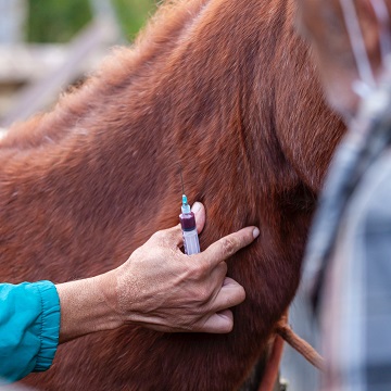 Medicamentos para equinos