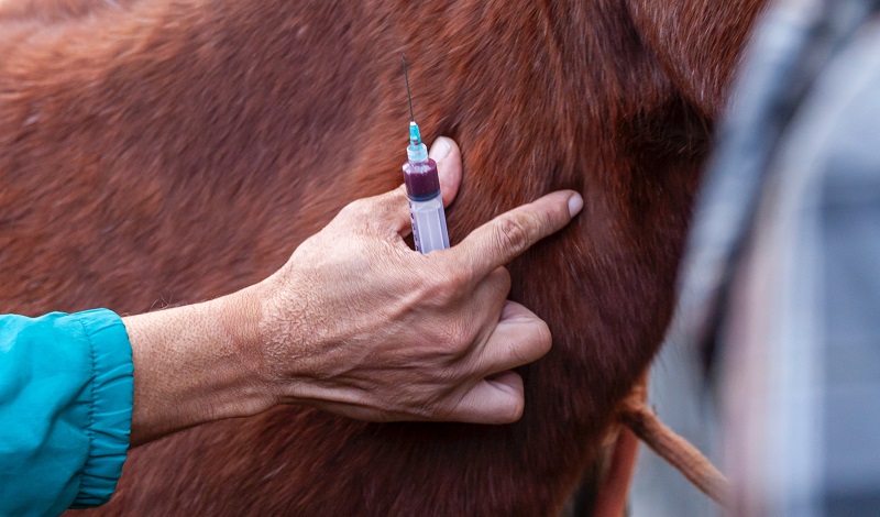 Imagem do post: Medicamentos para equinos: como montar uma farmácia básica em sua propriedade