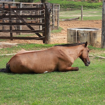 prevenção de cólica equina