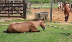 Imagem do post: Manejo para prevenção de cólica equina: nutrição e cuidados básicos