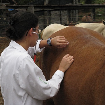 Sinais vitais de equinos