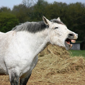 Desgaste dentário em cavalos